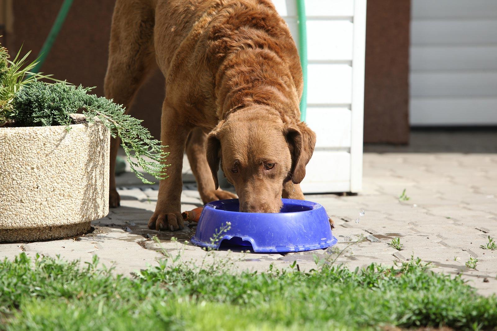 Brown dog eating food out of a blue bowl in the backyard.