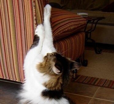 Long-haired Calico stretching against a pink striped couch.