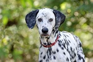 dalmatian-with-red-collar