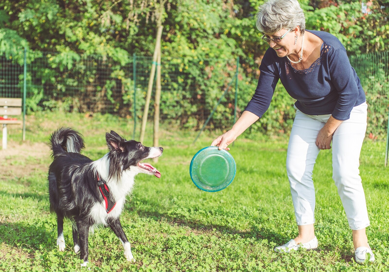 Elder woman holding frisbee for black and white shepherd dog to play with.