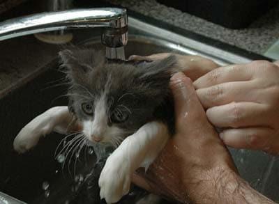 Gray and white kitten being washed in a kitten sink.