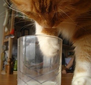 orange tabby cat with paw in a drinking glass.