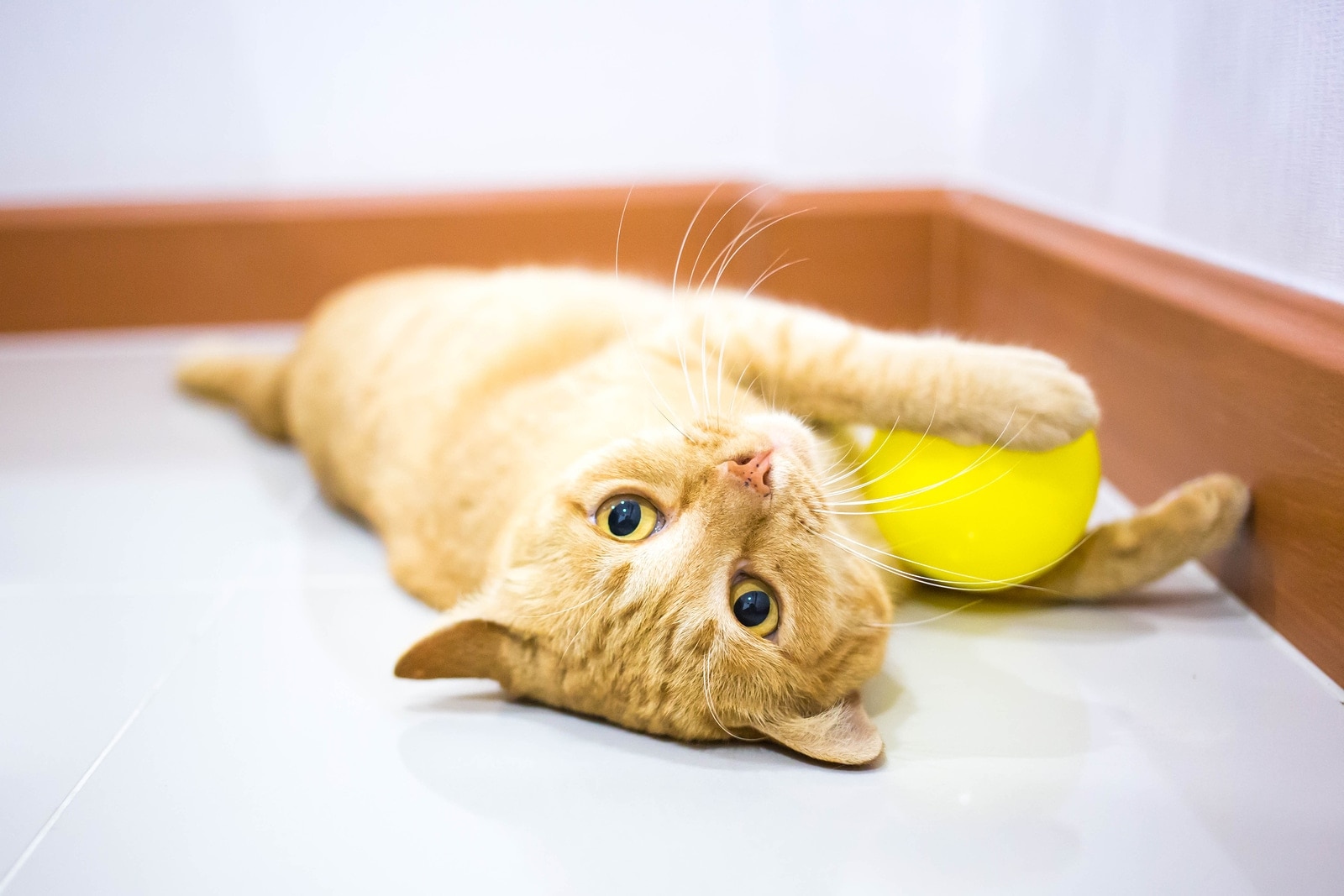 橘色虎斑幼貓躺在地板上玩黃色的球Orange tabby kitten lying down playing with yellow ball on floor