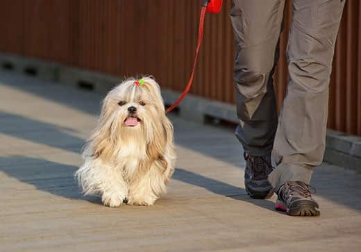 Shih Tzu with bow in hair walks on leash beside human.