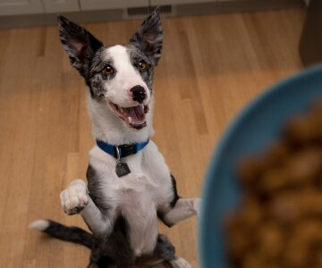 A very excited dog sits up for the food in a blue bowl.