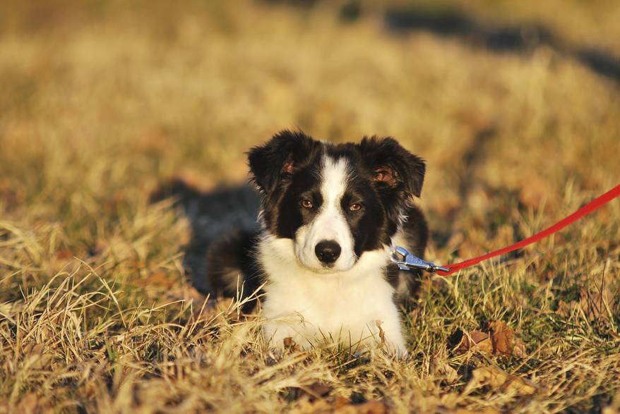 Black and white border collie on red leash lays in a field.