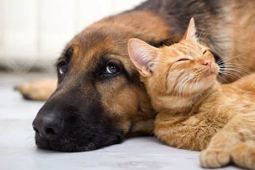 Ginger cat cuddles up to German shepherd dog while lying on ground.