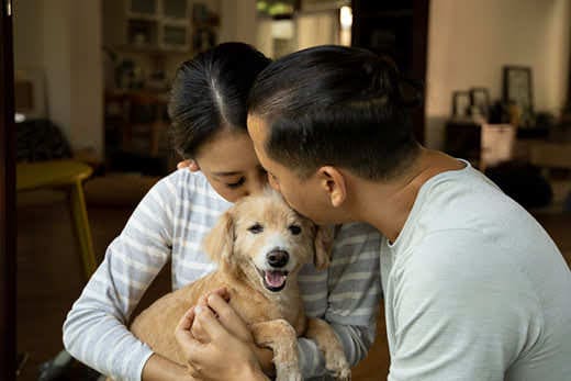 young-couple-with-retriever-puppy-SW Young couple kissing a retriever mixed breed puppy.