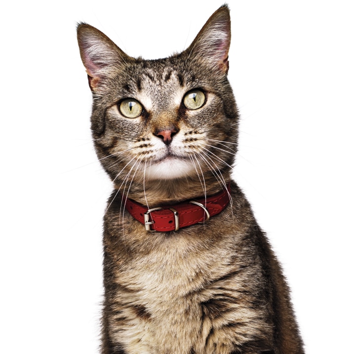 Cat image