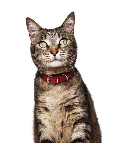 Cat image