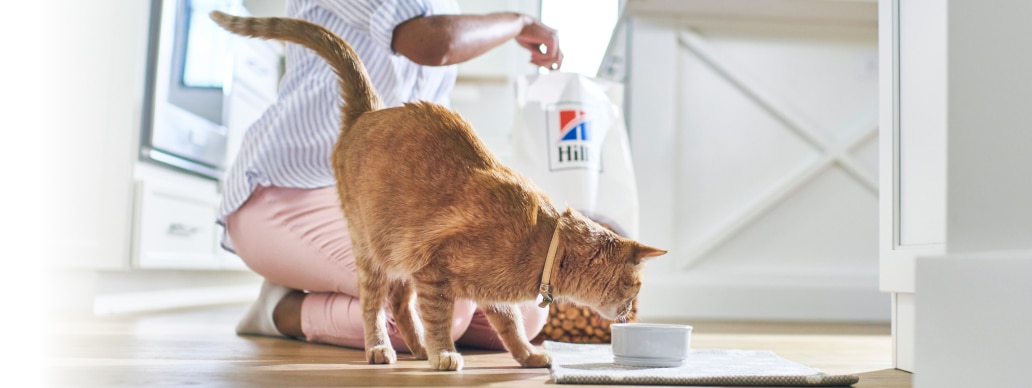 cat eating her hills food in its bowl
