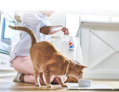 cat eating her hills food in its bowl