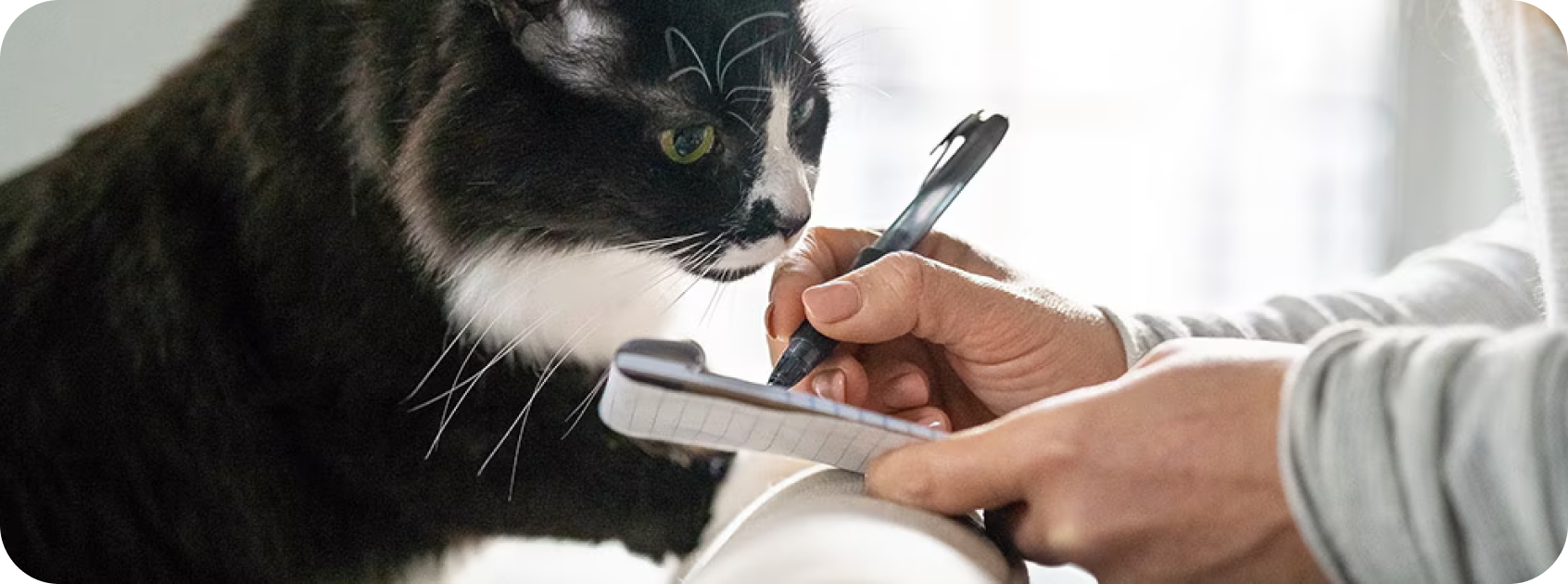 A black cat looking at a pet emergency plan