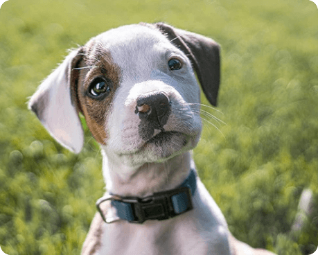 一隻棕白毛色的幼犬，流露出好奇的表情