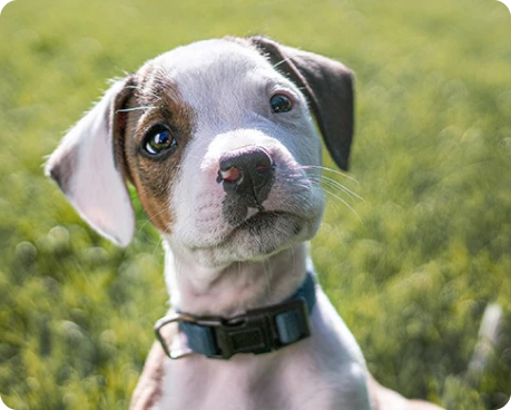 a brown and white puppy with a curious expression