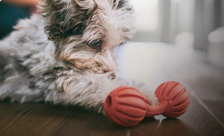  a black and white puppy looking at a toy