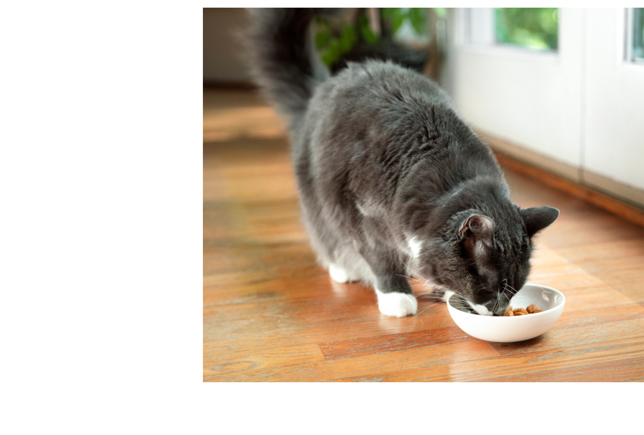 A man holding a hill's pet treat
